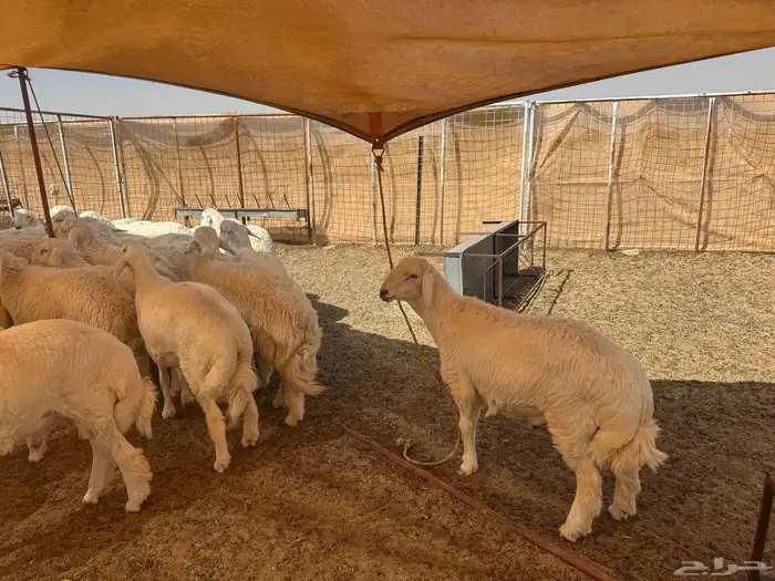 طليان حريه ذبايح مقفله شحم ولحم 2