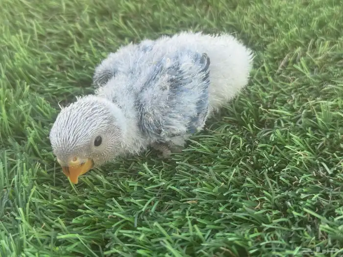 فروخ روز تقبل الغز 2