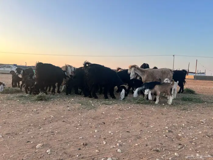 ماعز عوارض شرط متويم 14تحته 28 4