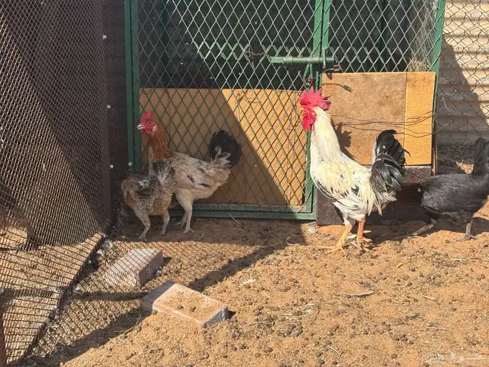 ديك و دجاج العدد 5 0