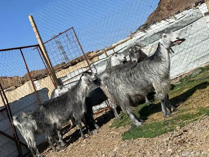 معزا مصريات صنف شهب دفيع ومضاريع شرط 21