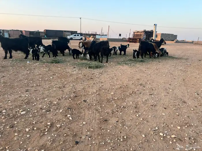 ماعز عوارض شرط متويم 14تحته 28 9