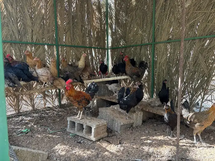 دجاج و ديكه بلدي 8