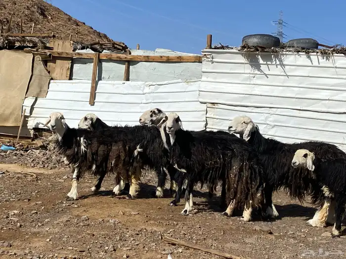 نعاج نجد صنف 0