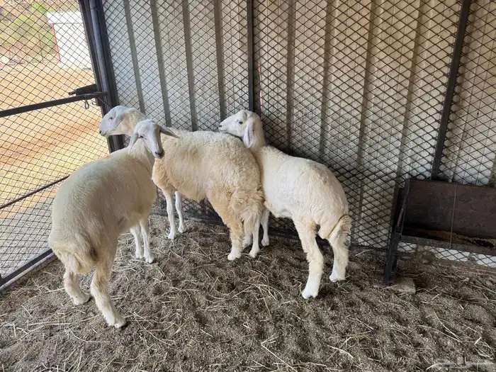 رخال جذعات 0