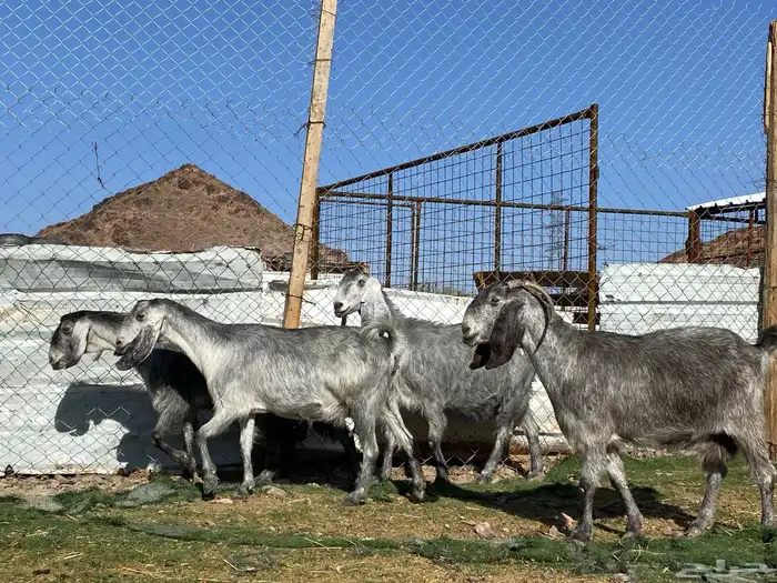 معزا مصريات صنف شهب دفيع ومضاريع شرط 17