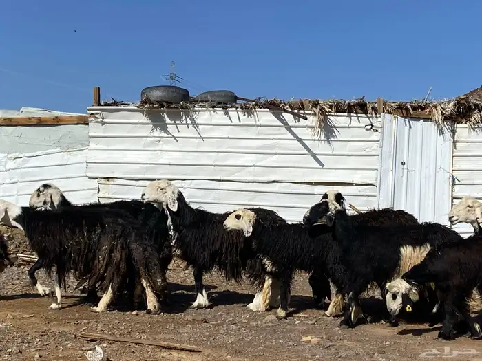 نعاج نجد صنف 3