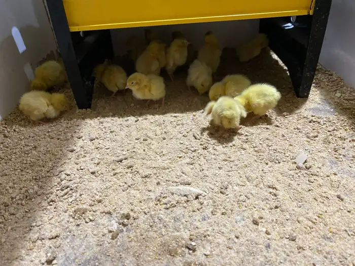 صوص سمان تكساس الأمريكي 1