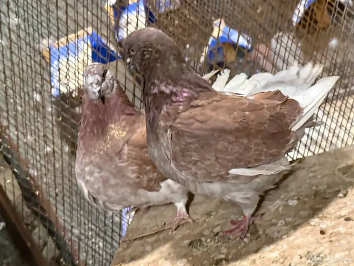 للبيع جوز فرش منتج مكينه تحته بيض ومعه فرخ 6