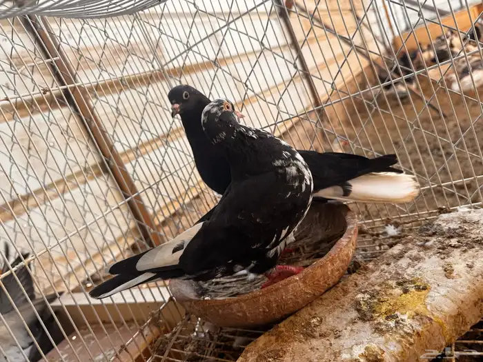 جوز قطيفي الزكر مذيل 0