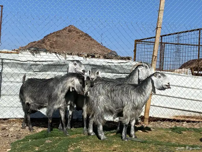 معزا مصريات صنف شهب دفيع ومضاريع شرط 24