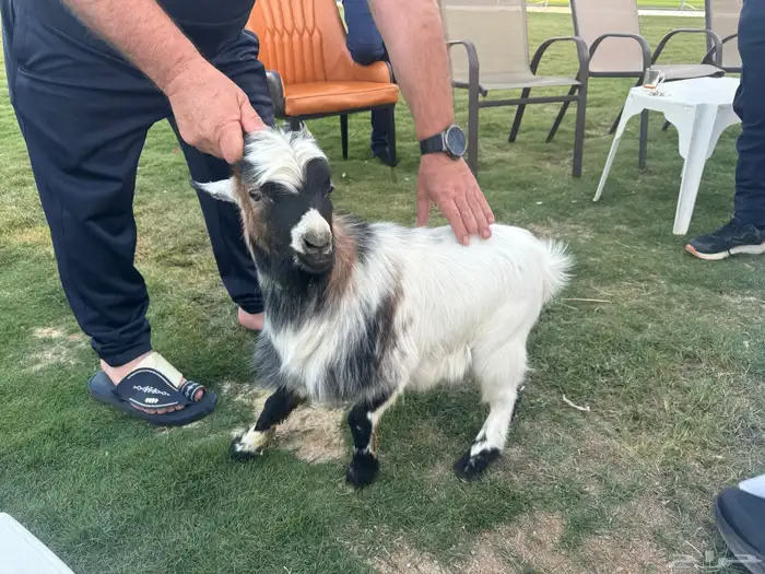 تيس فحل قزمي للبيع 3