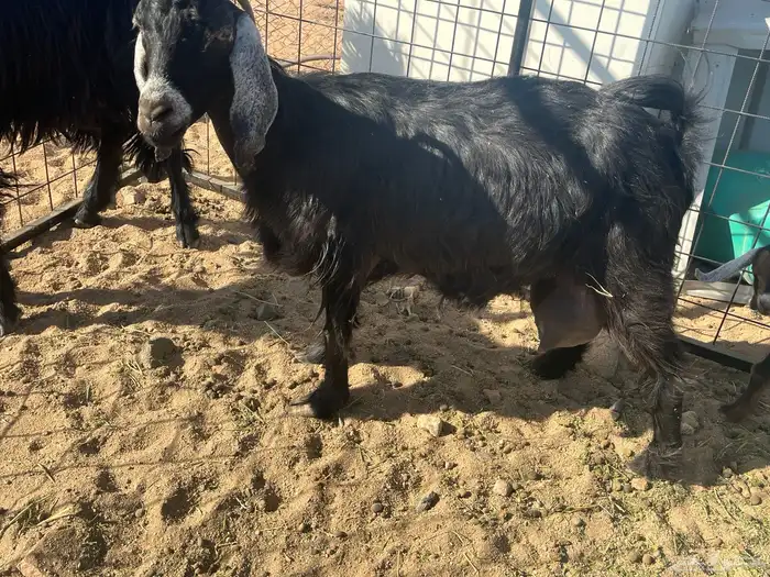 معزا مواليد 4