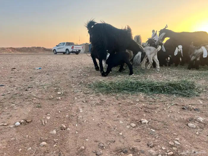 ماعز عوارض شرط متويم 14تحته 28 7