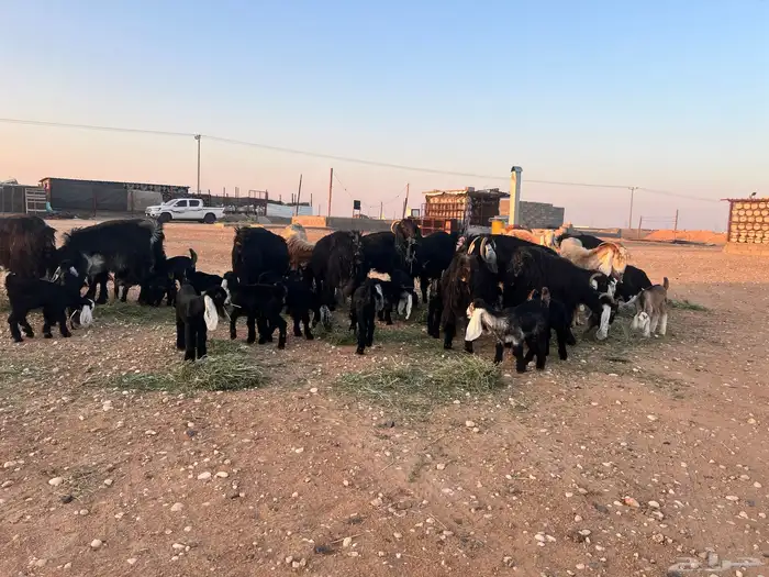 ماعز عوارض شرط متويم 14تحته 28 6