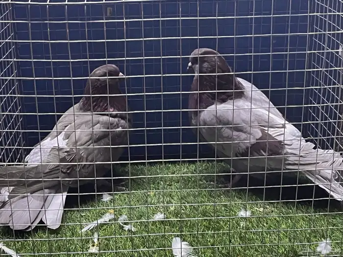 حمام مصري اجواز مستويات وأحجام تم البيع 1