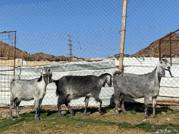 معزا مصريات صنف شهب دفيع ومضاريع شرط 12