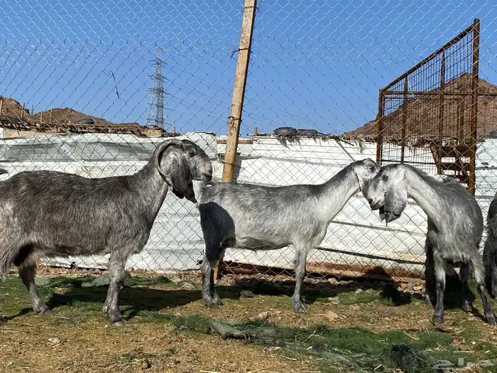 معزا مصريات صنف شهب دفيع ومضاريع شرط 6