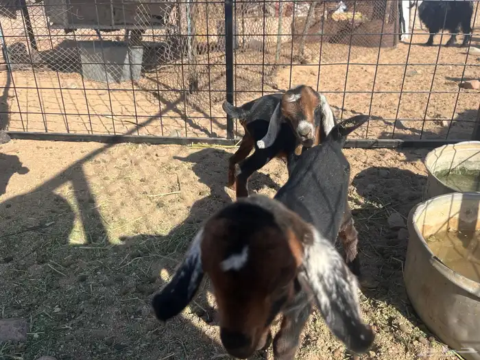 معزا مواليد 2