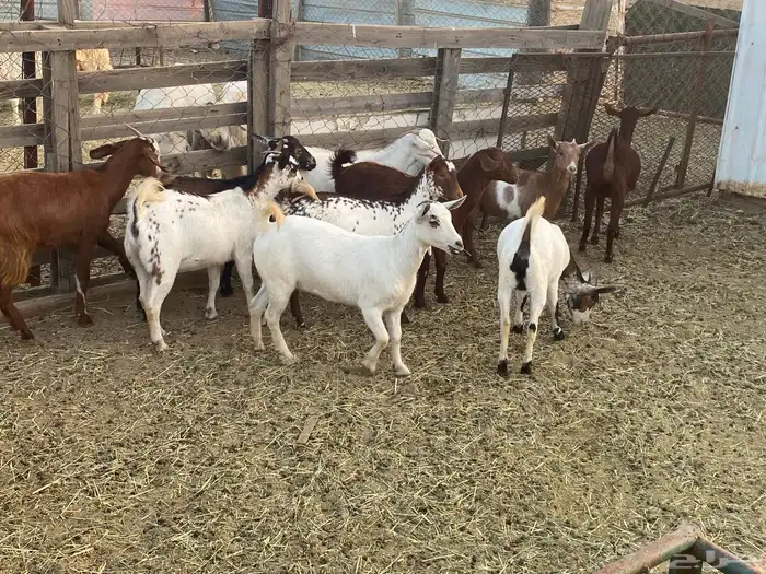 عنقان للبيع 2