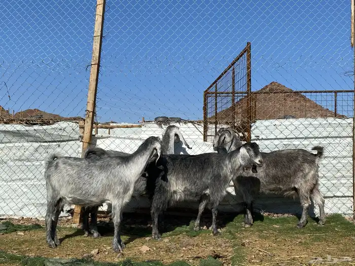 معزا مصريات صنف شهب دفيع ومضاريع شرط 1