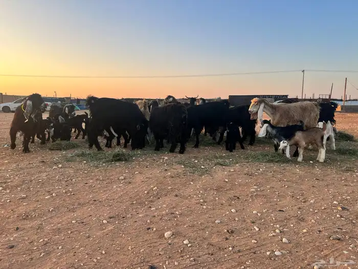 ماعز عوارض شرط متويم 14تحته 28 1