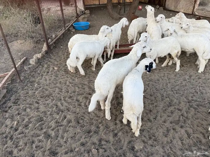 خرفان عدد 18 مابين خروف ورخال مشرووطه 3
