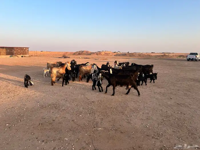 ماعز عوارض شرط متويم 14تحته 28 14