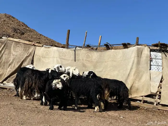 نعاج نجد صنف 19