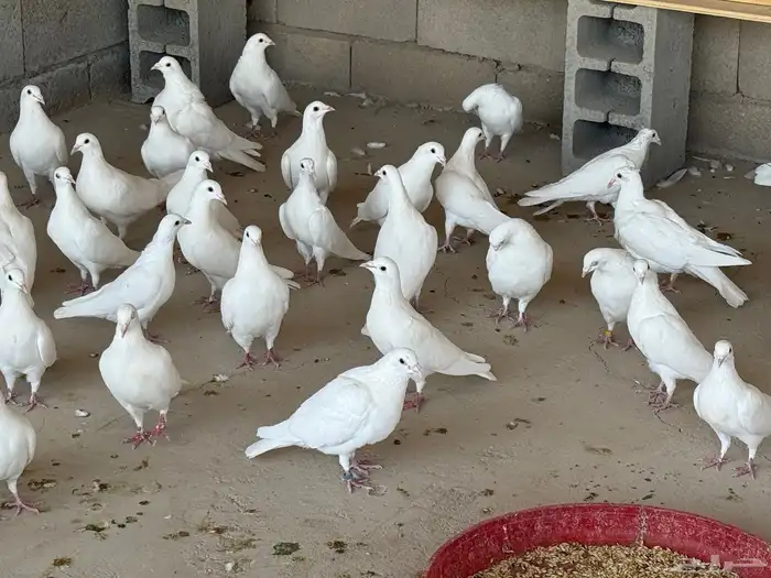 عشه زاجل ابيض صك 2