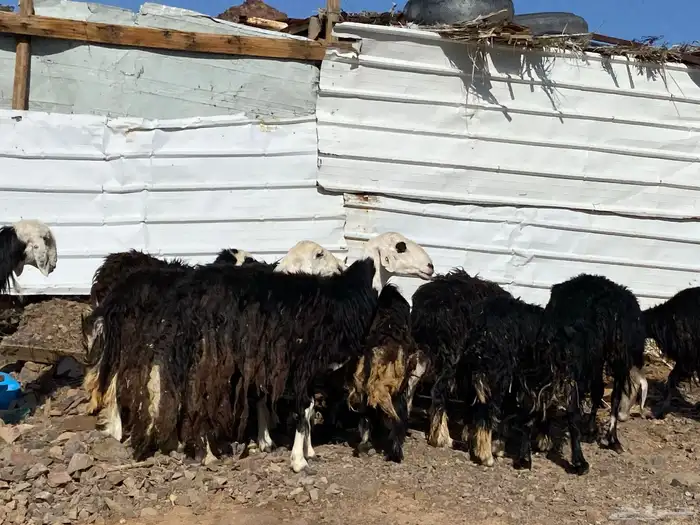 نعاج نجد صنف 4