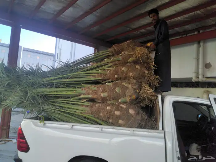 جميع أنواع النخيل 6