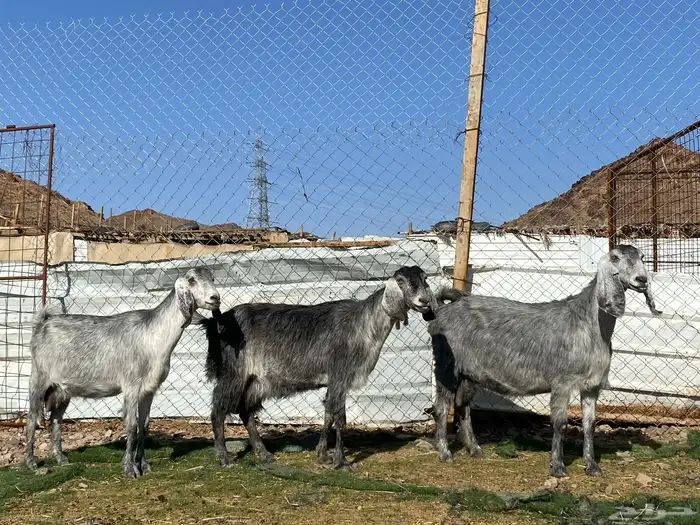 معزا مصريات صنف شهب دفيع ومضاريع شرط 10