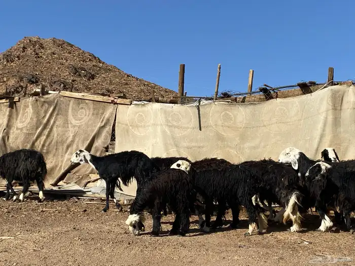 نعاج نجد صنف 15