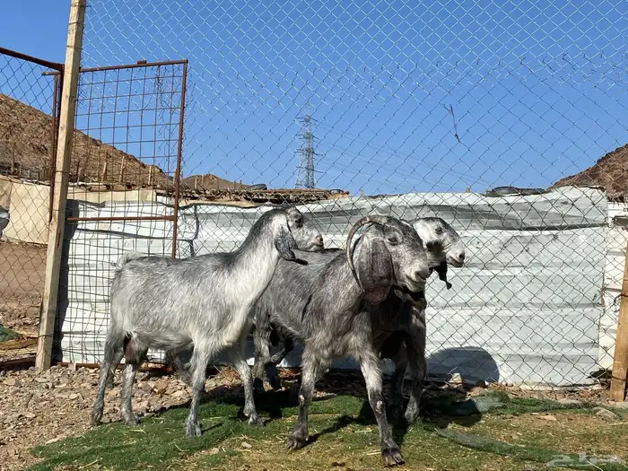 معزا مصريات صنف شهب دفيع ومضاريع شرط 18