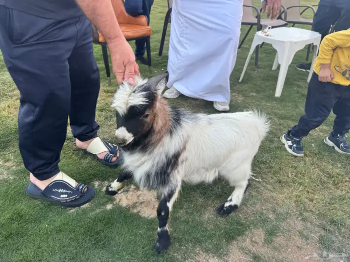 تيس فحل قزمي للبيع 2