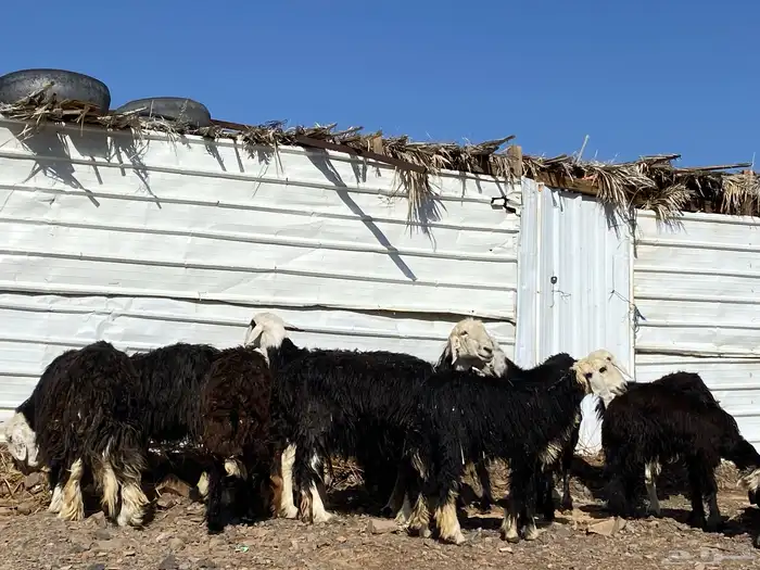 نعاج نجد صنف 7