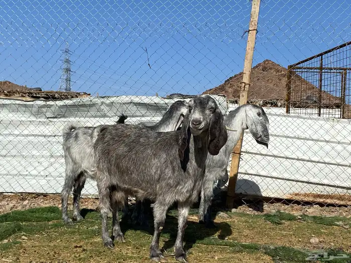 معزا مصريات صنف شهب دفيع ومضاريع شرط 20