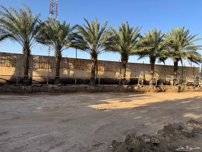 نخل برحي للبيع 0