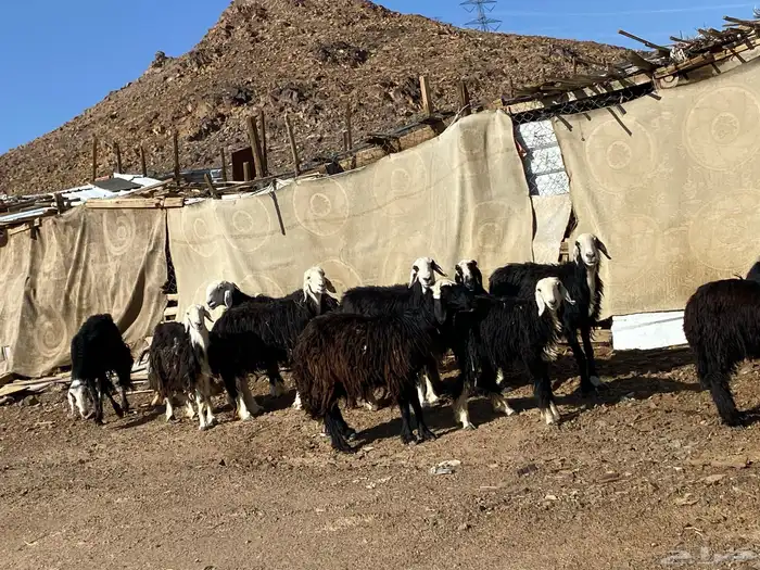 نعاج نجد صنف 21