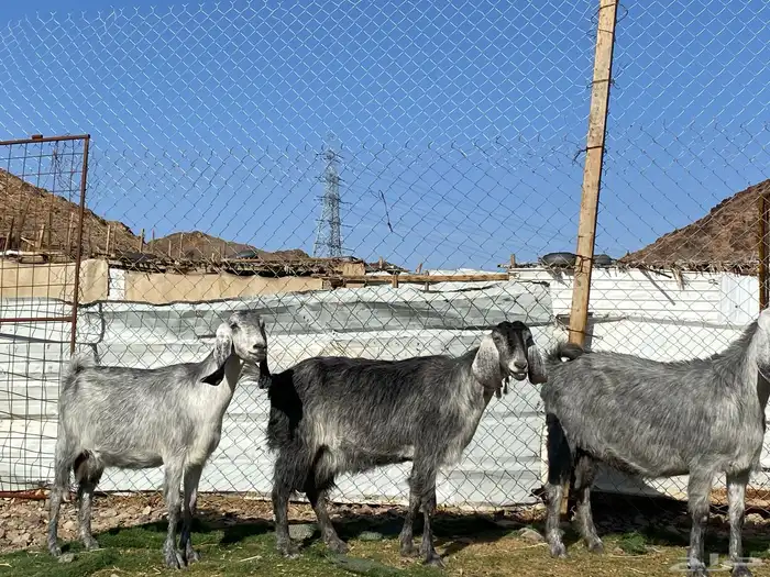 معزا مصريات صنف شهب دفيع ومضاريع شرط 9