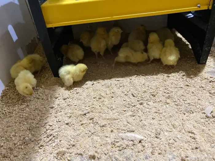 صوص سمان تكساس الأمريكي 2