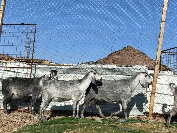 معزا مصريات صنف شهب دفيع ومضاريع شرط 14