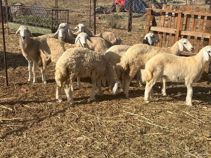 رخال عددها تسع 1