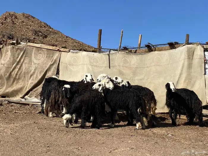 نعاج نجد صنف 17