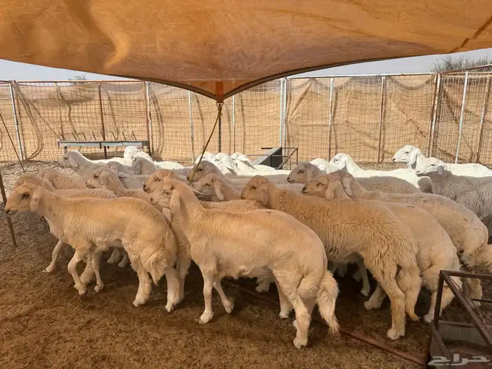 طليان حريه ذبايح مقفله شحم ولحم 0