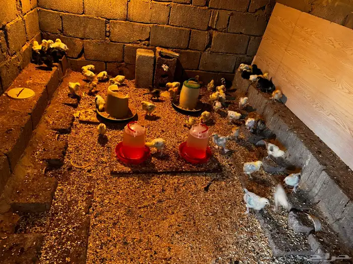 صياصان براهما كولمبي 0