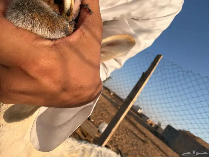 حريه تامه والد برخل عمره شهرين 0