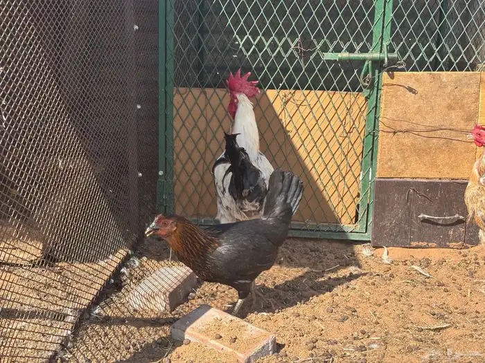 ديك و دجاج العدد 5 5