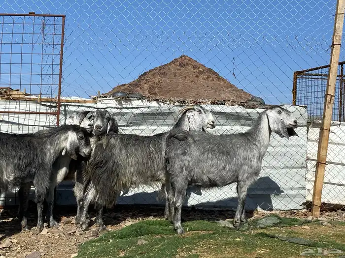 معزا مصريات صنف شهب دفيع ومضاريع شرط 22